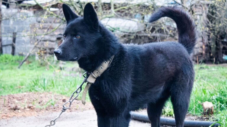 7 Ohio Dog Laws Owners Break in Their Own Backyard