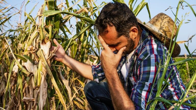 6 Numbers That Show How Hard Drought Hit North Dakota’s 2026 Harvest