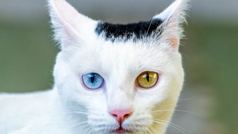 6 Signs Your Cat Needs a Vet Visit Before Winter Hits Vermont