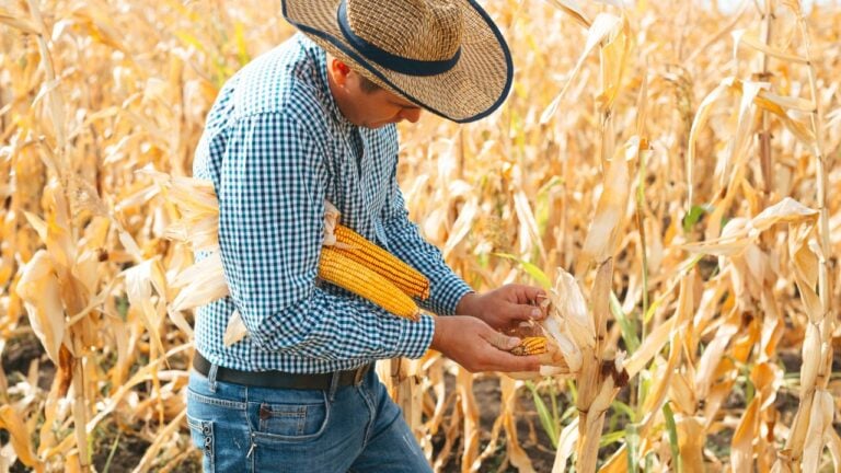 6 Things Nebraska Farmers Do Before Corn Harvest Wraps Up