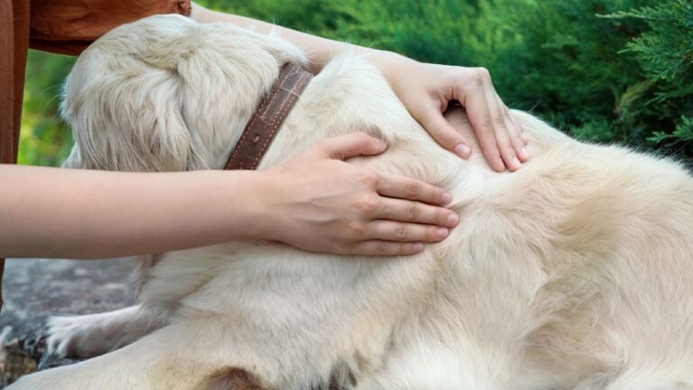 6 Fall Parasite Risks Kansas Vets Want Dog Owners to Know About