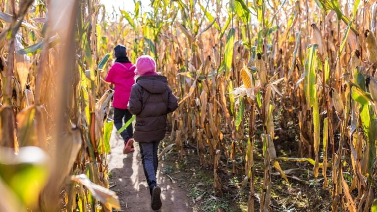 7 New Hampshire Fall Farm Stands and Corn Mazes Worth Planning a Trip Around