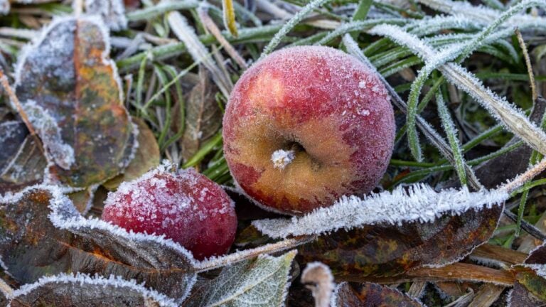 6 Signs the First Hard Freeze Is Close in a Vermont Orchard