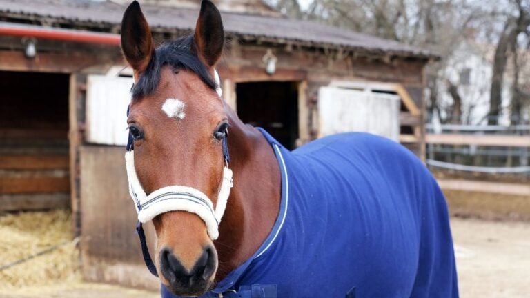 6 Signs Your Horse Needs a Blanket This Winter, Wyoming Veterinarians Say