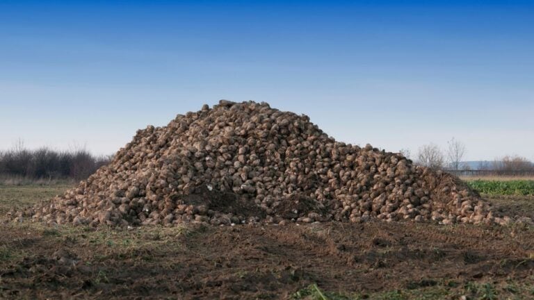 6 Things North Dakota Farmers Do Once Sugar Beet Harvest Wraps Up
