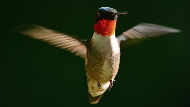 8 Birds That Refuel on Alabama’s Coast Every October Before Flying Nonstop Across the Gulf