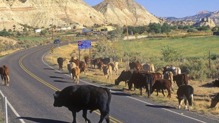7 Rules Montana Ranch Roads Follow That Aren’t Posted Anywhere