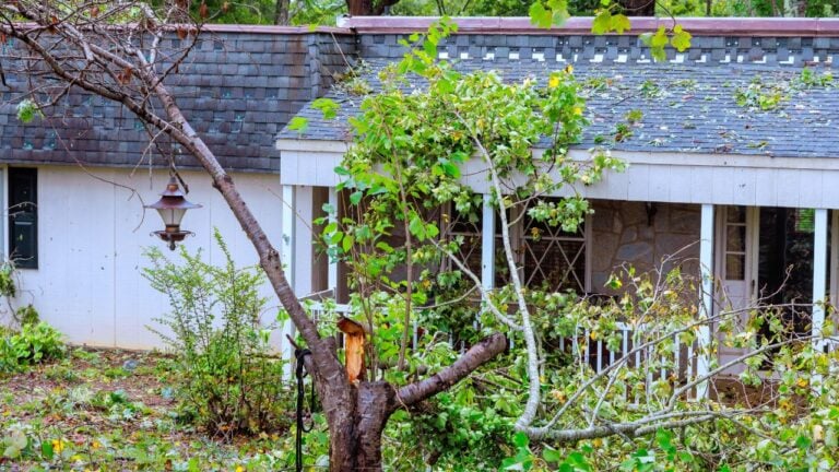 7 Trees Georgia Homeowners Should Never Plant Within Twenty Feet of Their House