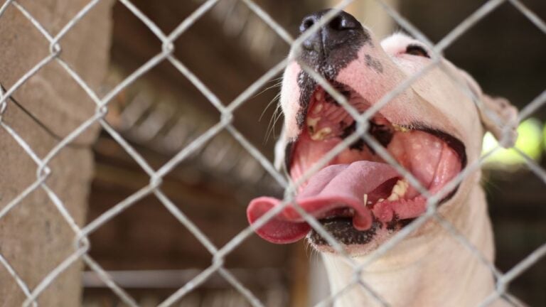 7 Dog Rules That Can Get a Texan Cited in Their Backyard