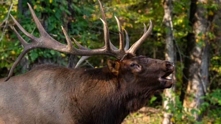 8 Things That Happen in Tennessee Every Fall That Out-of-Staters Never Expect