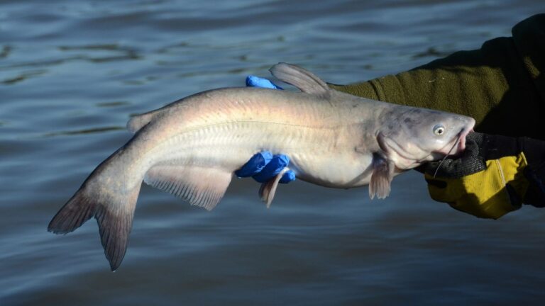 6 Things Mississippians Know About Catfish That Out-of-Staters Never Learn