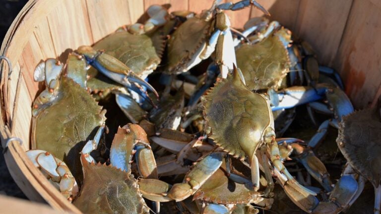 A Maryland Crabber Quoted $260 a Bushel This Summer. Here’s What’s Behind It