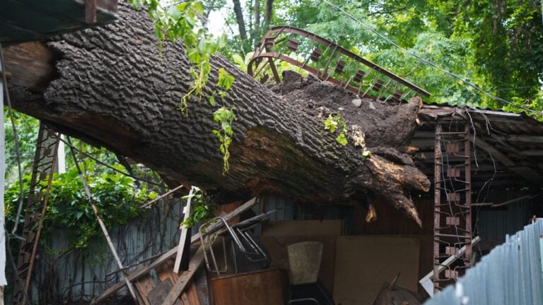 5 Arkansas Laws and Insurance Rules That Matter When a Storm Drops a Tree on Your Property