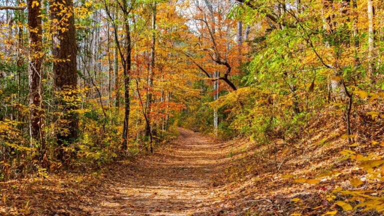 6 Things That Happen in Ohio’s Woods in Late October That Nobody Stops to Notice