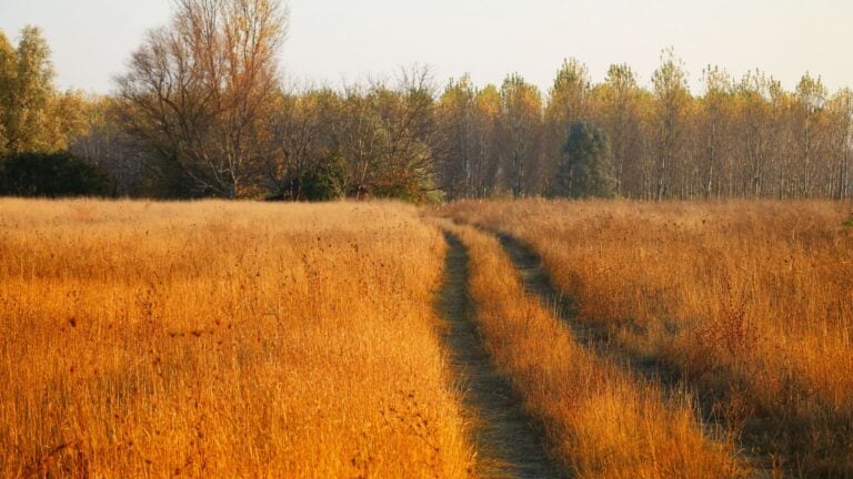 5 Kentucky Back Roads That Beat the Parkway for Fall Color