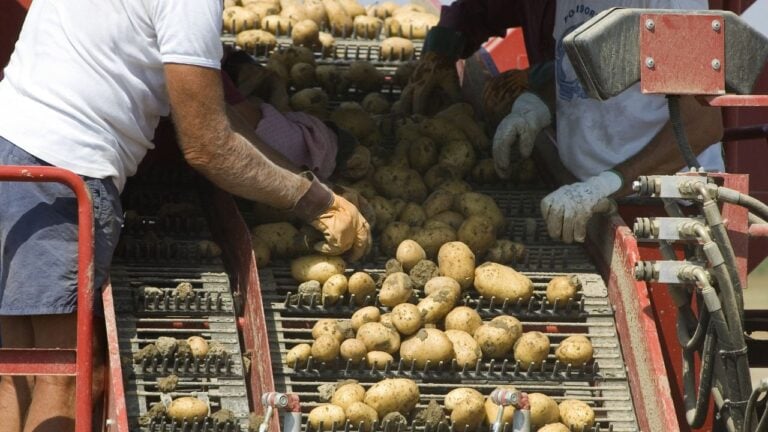 4 Things That Happen in Idaho Potato Country Once the Harvest Is In