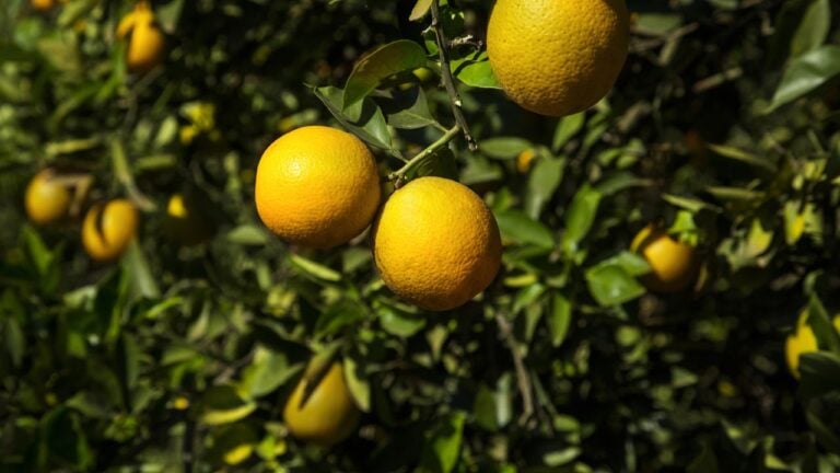 9 Florida Citrus Facts Most Floridians Never Learned in School