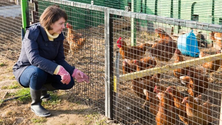 7 Missouri Rules That Cost Homeowners a Fine for a Backyard Chicken Coop
