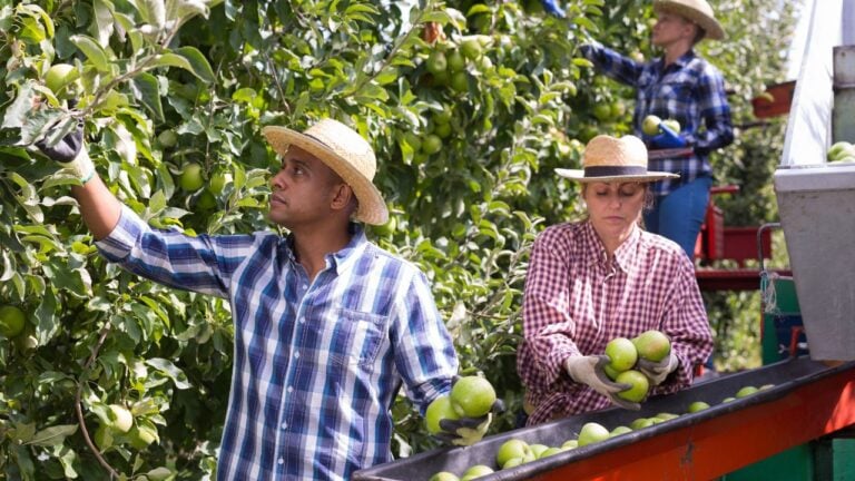 7 Things Washington Apple Orchards Do in October That Shoppers Never See