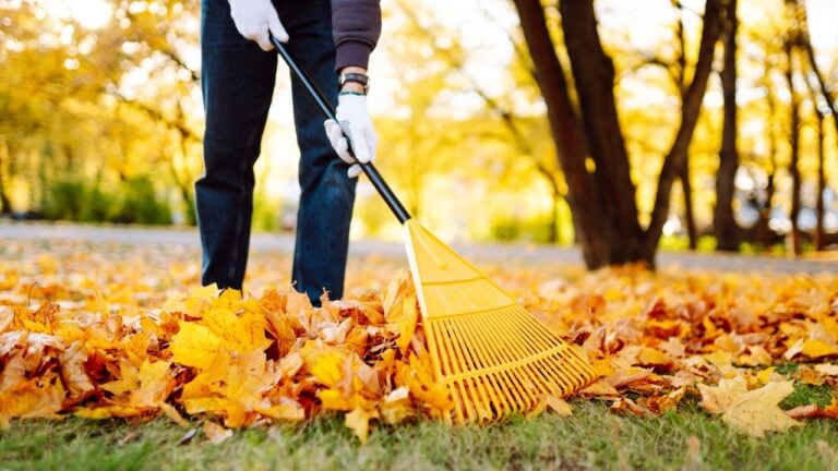 7 Rules About Fallen Leaves That Illinois Homeowners Get Wrong