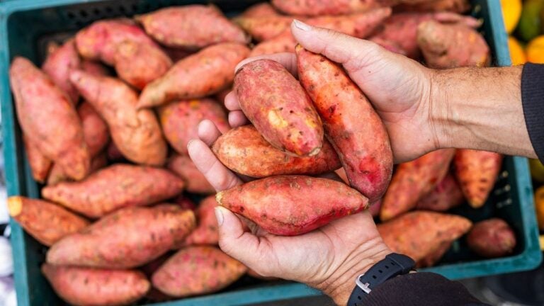 7 Things That Happen to North Carolina Sweet Potatoes Once the Crop Comes In