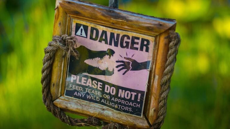 7 Wild Animals Floridians Can Be Fined for Feeding