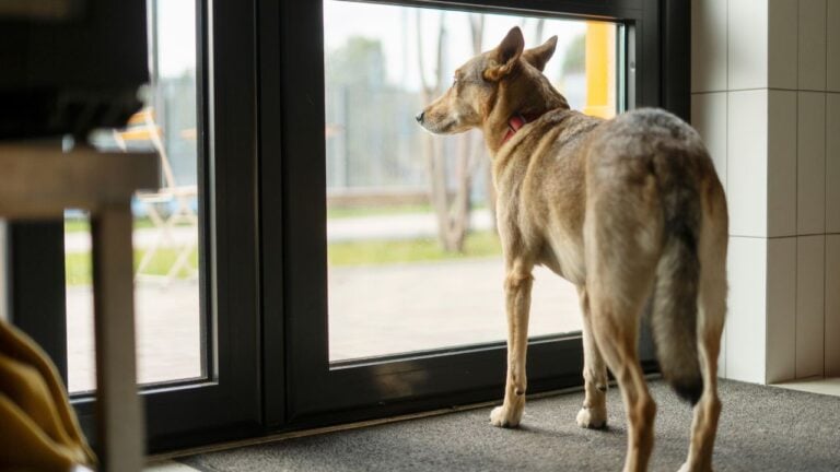 Can Pets See Ghosts? The Odd Questions Pennsylvania Pet Owners Are Asking AI Instead of Their Vet