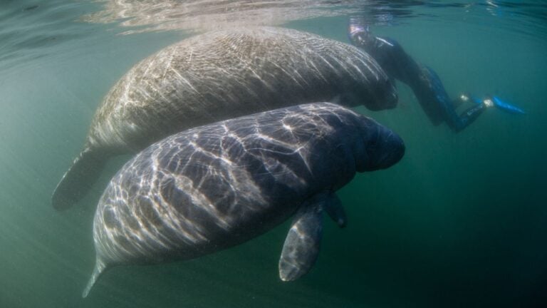7 Things Manatees Do in Florida Once the Water Turns Cold