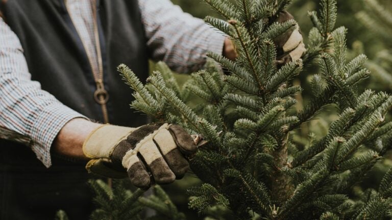 7 Things Pennsylvania Christmas Tree Farmers Do Months Before Anyone Buys a Tree