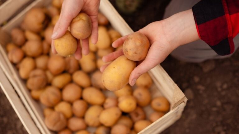 Idahoans Live in Potato Country, but Potatoes Cost More Than in 2020