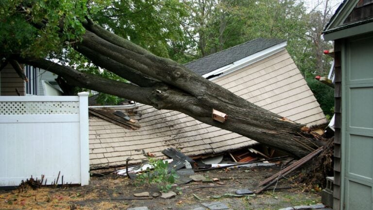 4 Rules That Decide Who Pays When a Tree Falls on a New York Neighbor’s House