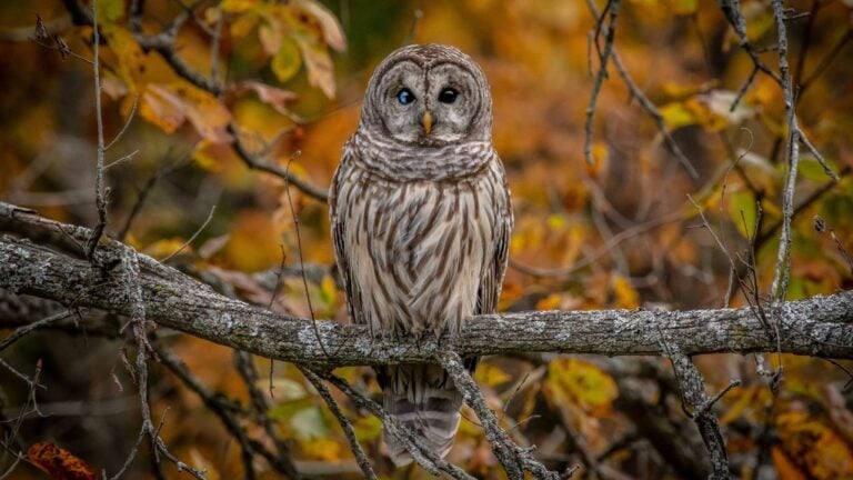 2 Owls Pennsylvanians Hear From Fall Into Winter and How to Tell Them Apart