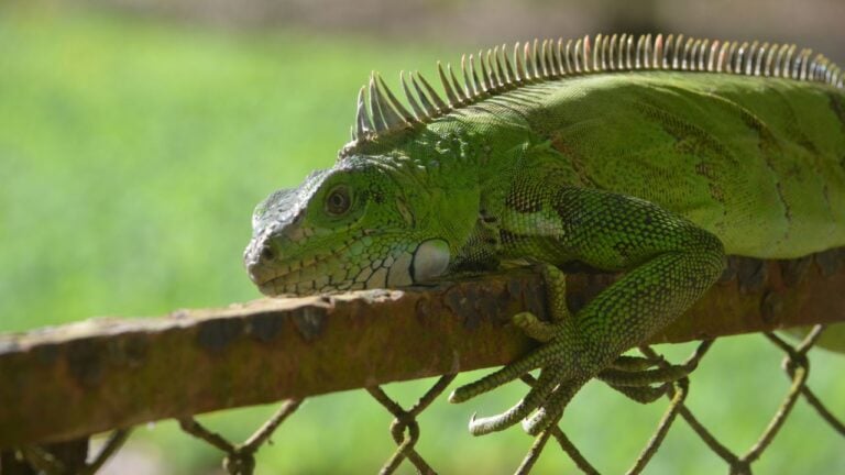 7 Iguana Rules Florida Homeowners Get Wrong