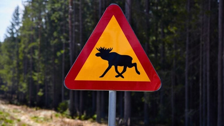 8 Things Mainers Know About Moose That Visitors Learn the Hard Way