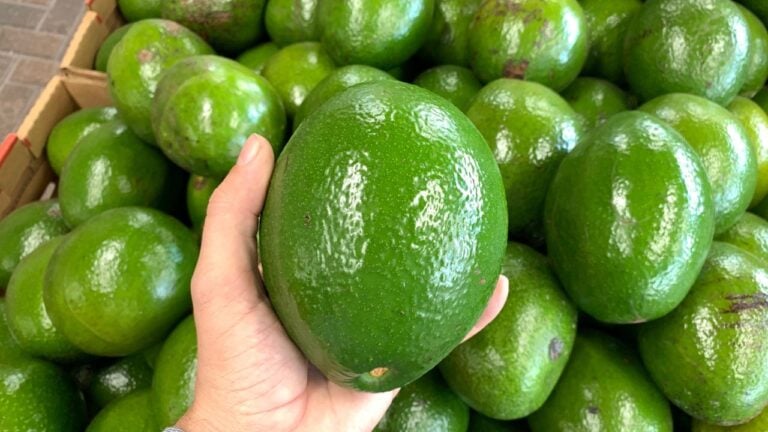 Why Florida’s Avocados Are So Much Bigger Than the Ones Up North