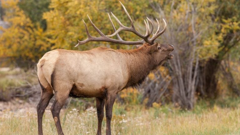 6 Things Pennsylvania’s Elk Do in the Fall That Most Pennsylvanians Have Never Seen