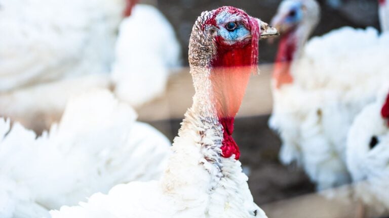3 Things Minnesota Turkey Farmers Do in the Weeks Before Thanksgiving