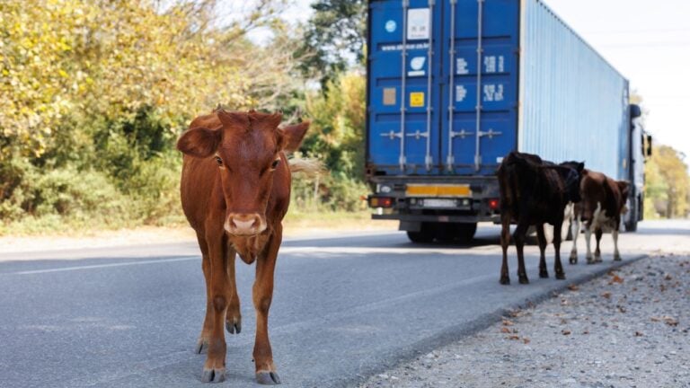 3 Nebraska Livestock Laws Drivers Learn After a Collision