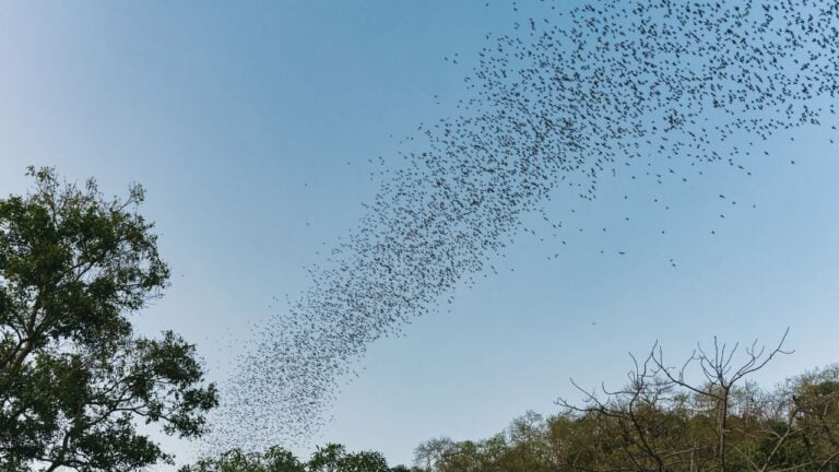 6 Bat Facts That Surprise Arkansans Every Fall