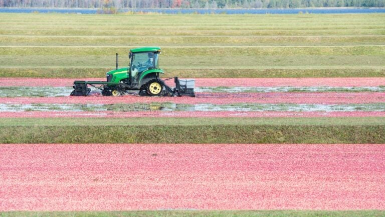 4 Things Wisconsin Cranberry Growers Do After the Bogs Are Flooded