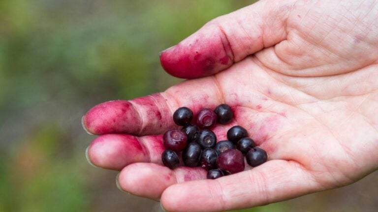 9 Things Montanans Eat That Surprise People From Other States