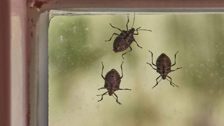 5 Animals and Insects That Move Into New Hampshire Homes Every Fall