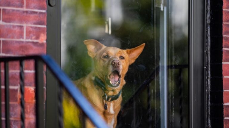 7 Things Missourians Can Legally Do When a Neighbor’s Dog Won’t Stop Barking