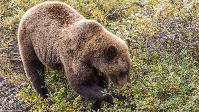 5 Things Montana’s Grizzlies Do in the Weeks Before They Den