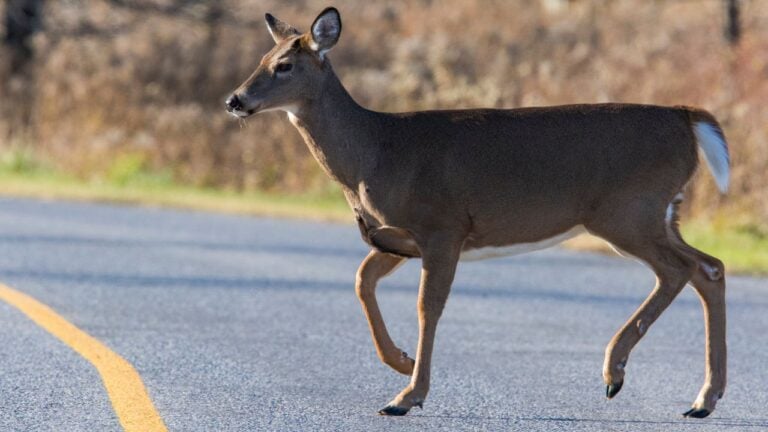 6 Things North Carolina Law Says About Hitting a Deer That North Carolinians Get Wrong