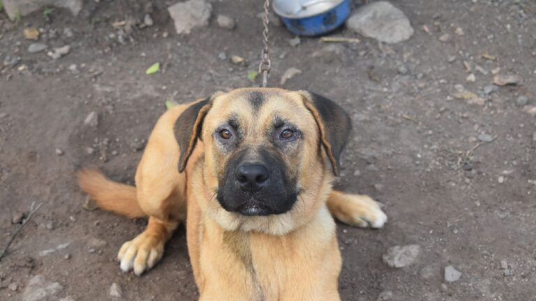 7 Pennsylvania Dog Laws Owners Break in Their Own Backyard