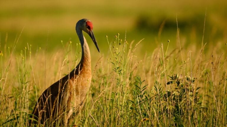 6 Things Indiana’s Sandhill Cranes Do Every Fall That Most Hoosiers Never See