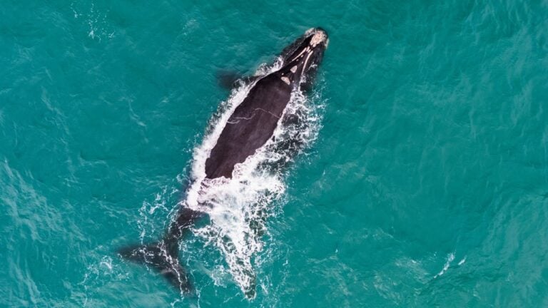 4 Things Right Whales Do Off South Carolina Every Winter That Many People Never See