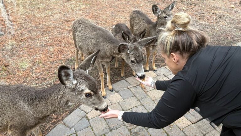 6 Wild Animals Coloradans Can Be Fined for Feeding