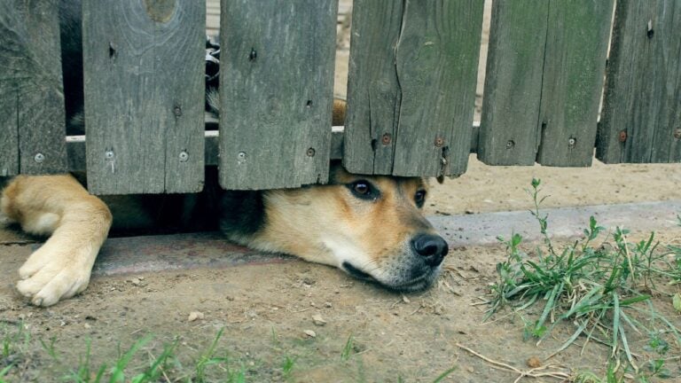 5 Indiana Dog Laws Owners Break in Their Backyard